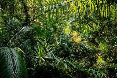 Palms on Koh Tarutao