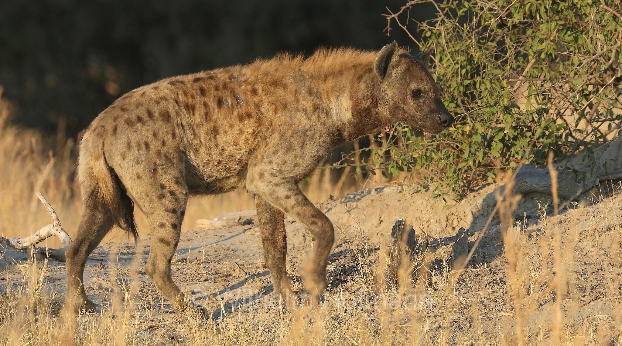 Crocuta crocuta, spotted hyena, laughing hyena, Tüpfelhyäne, Fleckenhyäne, iena macchiata, iena maculata, iena ridens﻿, Moremi Game Reserve, Moremi-Wildreservat, Okavango Delta, Okavango Grassland, Botswana, Republik Botsuana