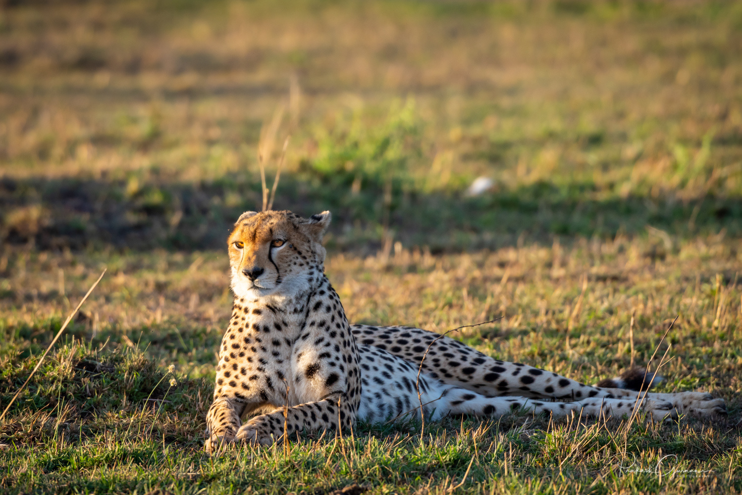 Prakash Gurnani Photography