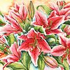 Pink Stargazer Lilies Original Watercolour Painting