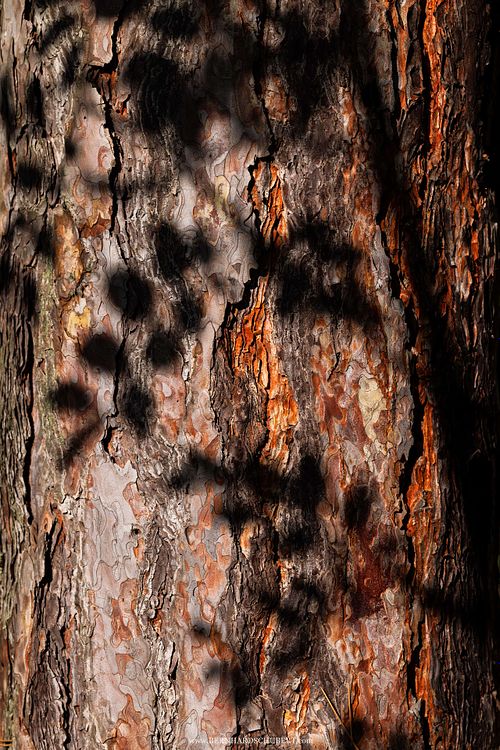 Pinus sp. Rinde mit Robinien-Schatten
