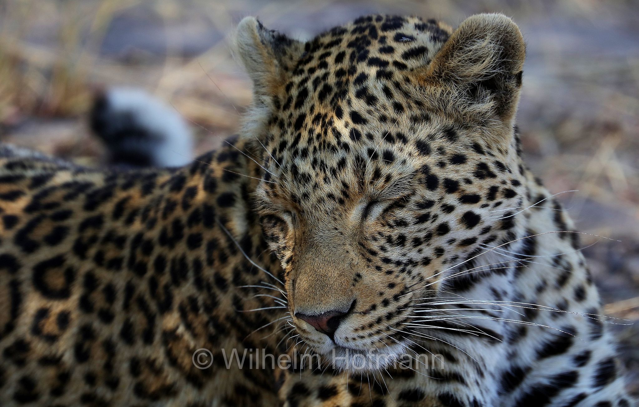 Leopard, leopardo, Panter, Panther, Panthera pardus, Moremi Game Reserve, Moremi-Wildreservat﻿, Okavango Delta, Okavango Grassland, Botswana, Republik Botsuana