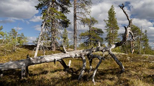 Naturwaldreservat Trillemarka