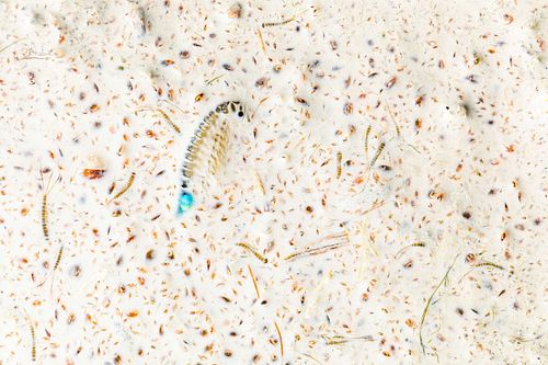 Branchipus schaefferi - Sommer-Feenkrebs