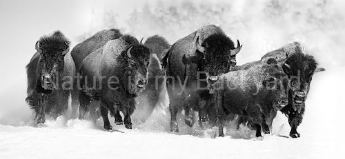 bison stampede