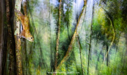 Callosciurus orestes - Borneo black-banded squirrel
