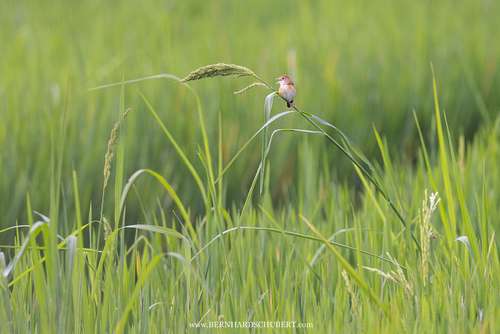 Cisticola exilis - Golden-headed cisticola