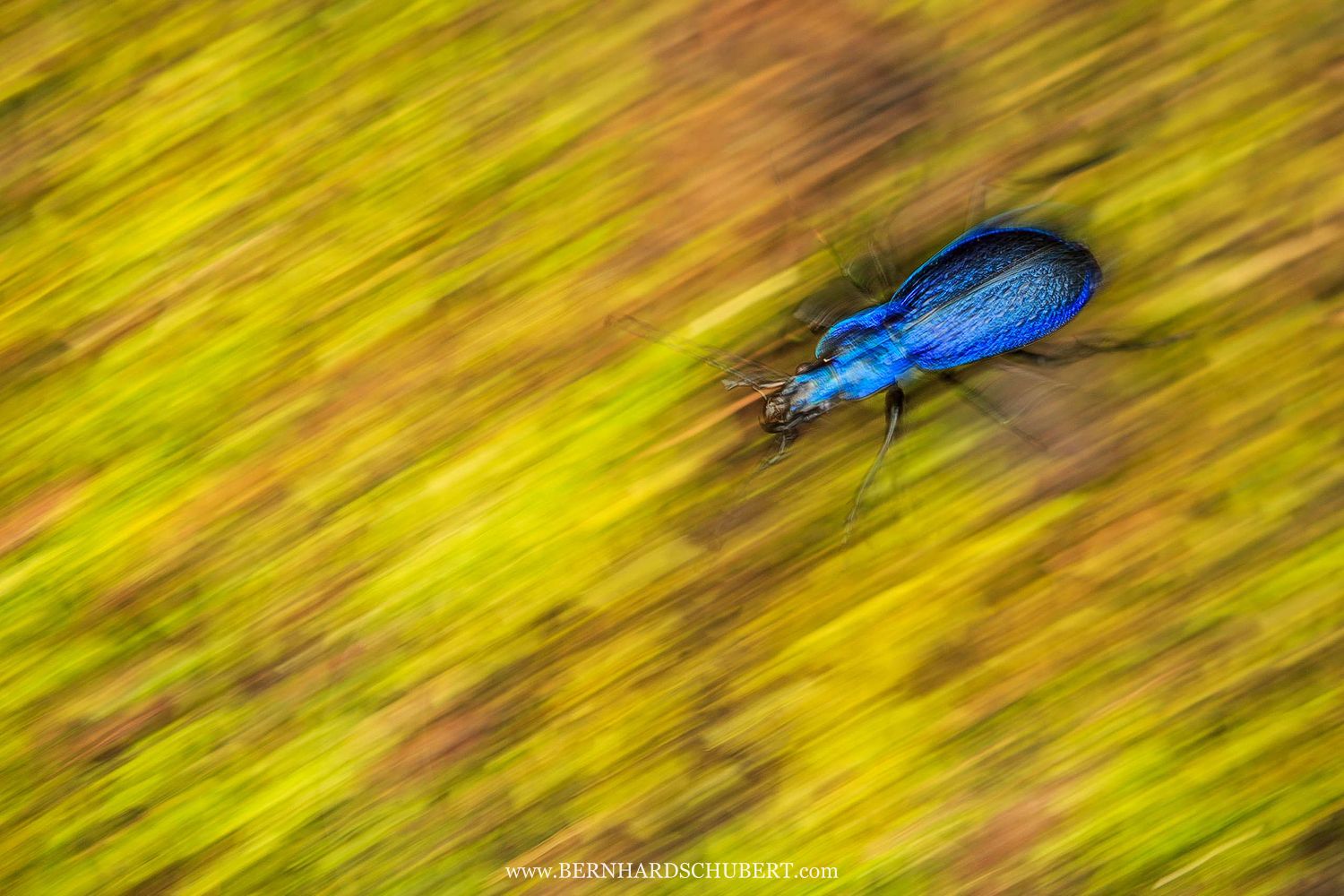 Blue ground beetle