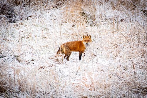 Wild Things and Landscapes