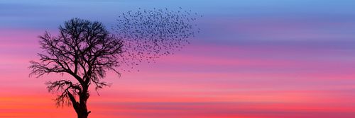 When Silence Takes Flight