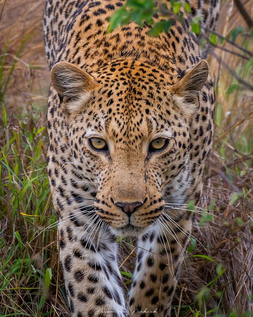 Wildlife Gallery