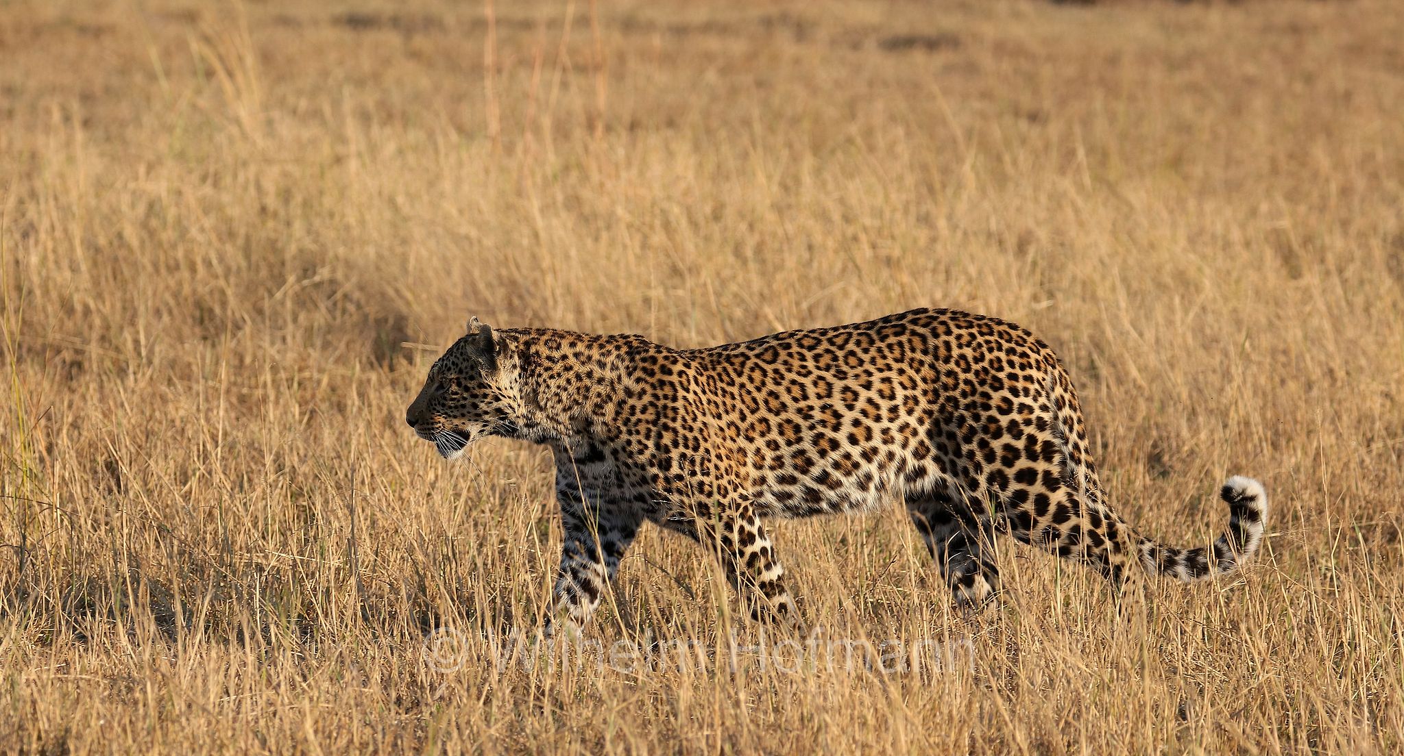 Leopard, leopardo, Panter, Panther, Panthera pardus, Moremi Game Reserve, Moremi-Wildreservat﻿, Okavango Delta, Okavango Grassland, Botswana, Republik Botsuana