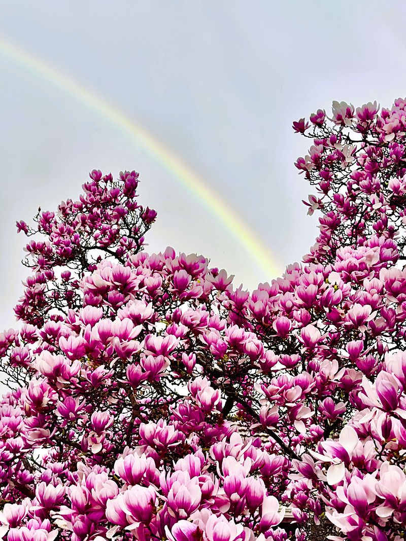 A Magnolia’s Message: Reflections on Life and Beyond