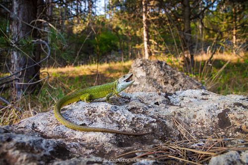 Lacerta viridis – Östliche Smaragdeidechse
