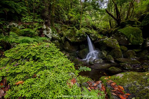 Sticta canariensis - Moon lichen in habitat
