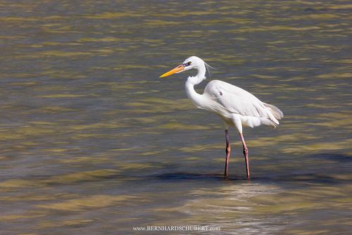 Ardea herodias occidentalis - Great white heron