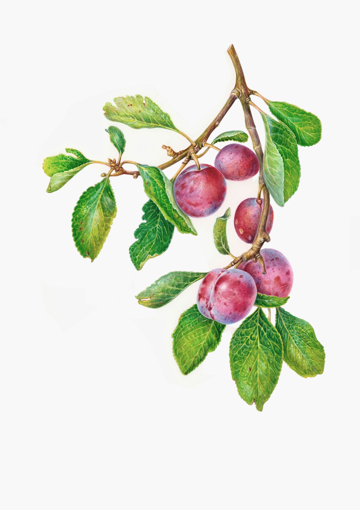 Botanical artwork of Plums