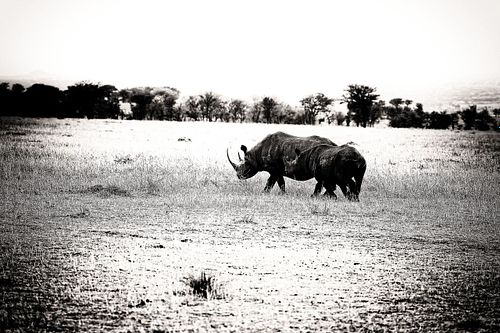 Rhinocéros en Tanzanie