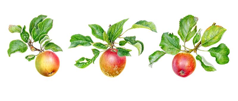 Apples ' Fruits and Foliage' Fine Art Print
