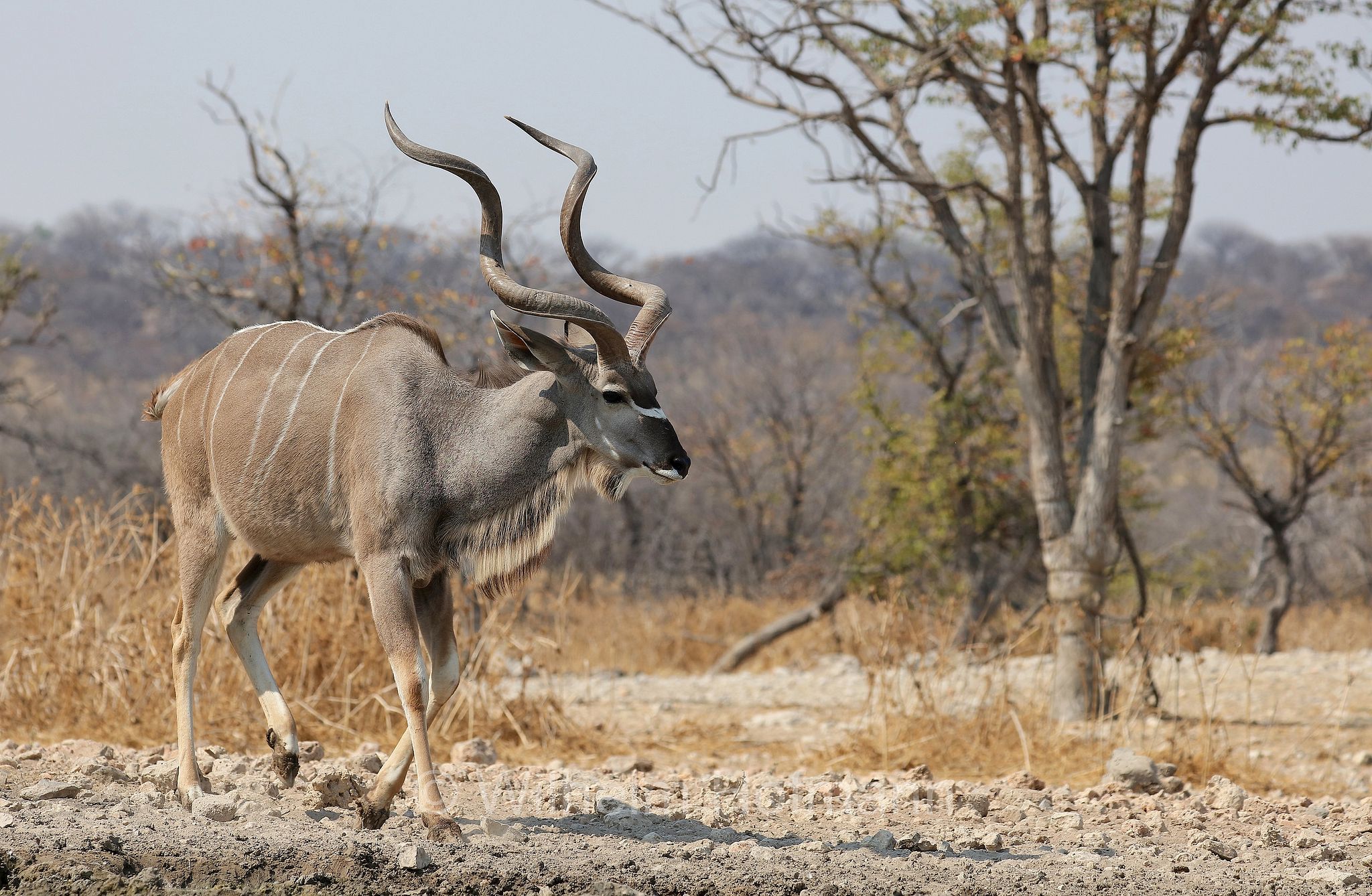 greater kudu, Zambezi kudu, Sambesi-Großkudu, cudù maggiore, kudu maggiore, ﻿﻿Strepsiceros zambesiensis, Etosha-Nationalpark, Etosha National Park, parco nazionale d'Etosha, Namibia