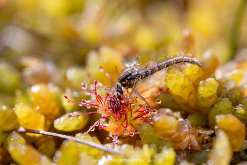 Drosera rotundifolia – Rundblättriger Sonnentau