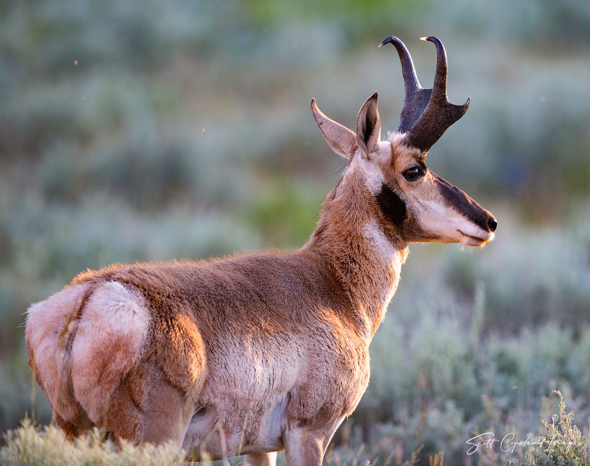 Red Canyon Antelope