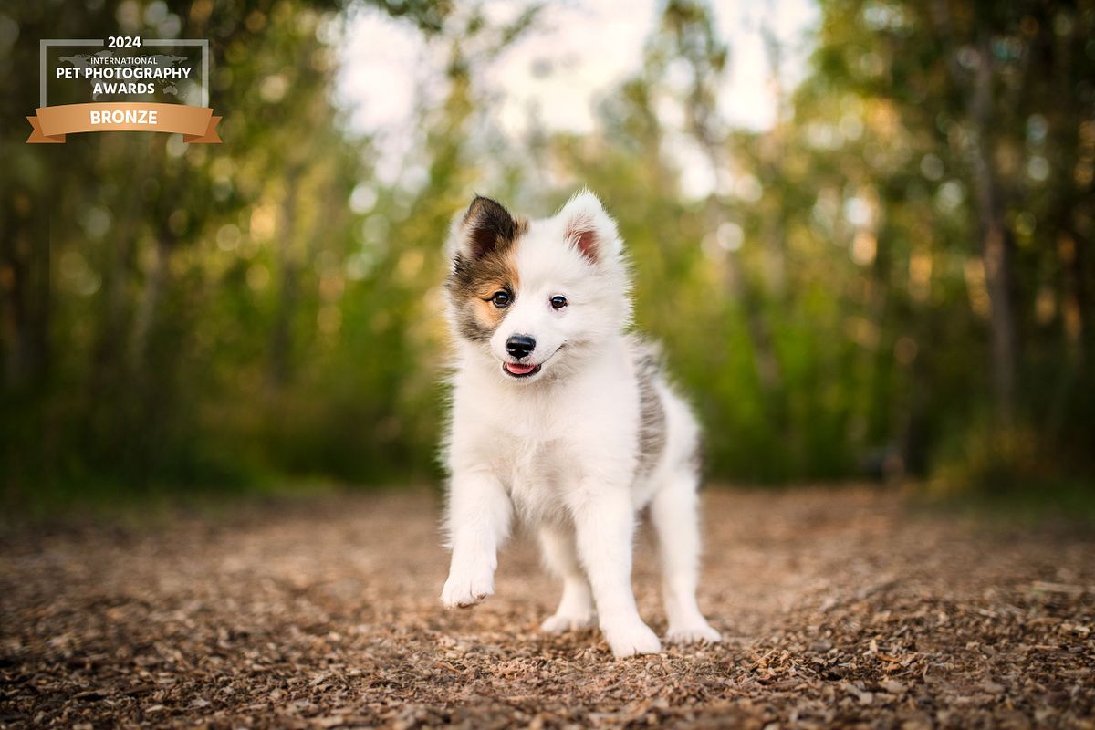 White puppy sitting on a forest trail, professional dog photography in the Canadian Rockies by Calgary pet photographer