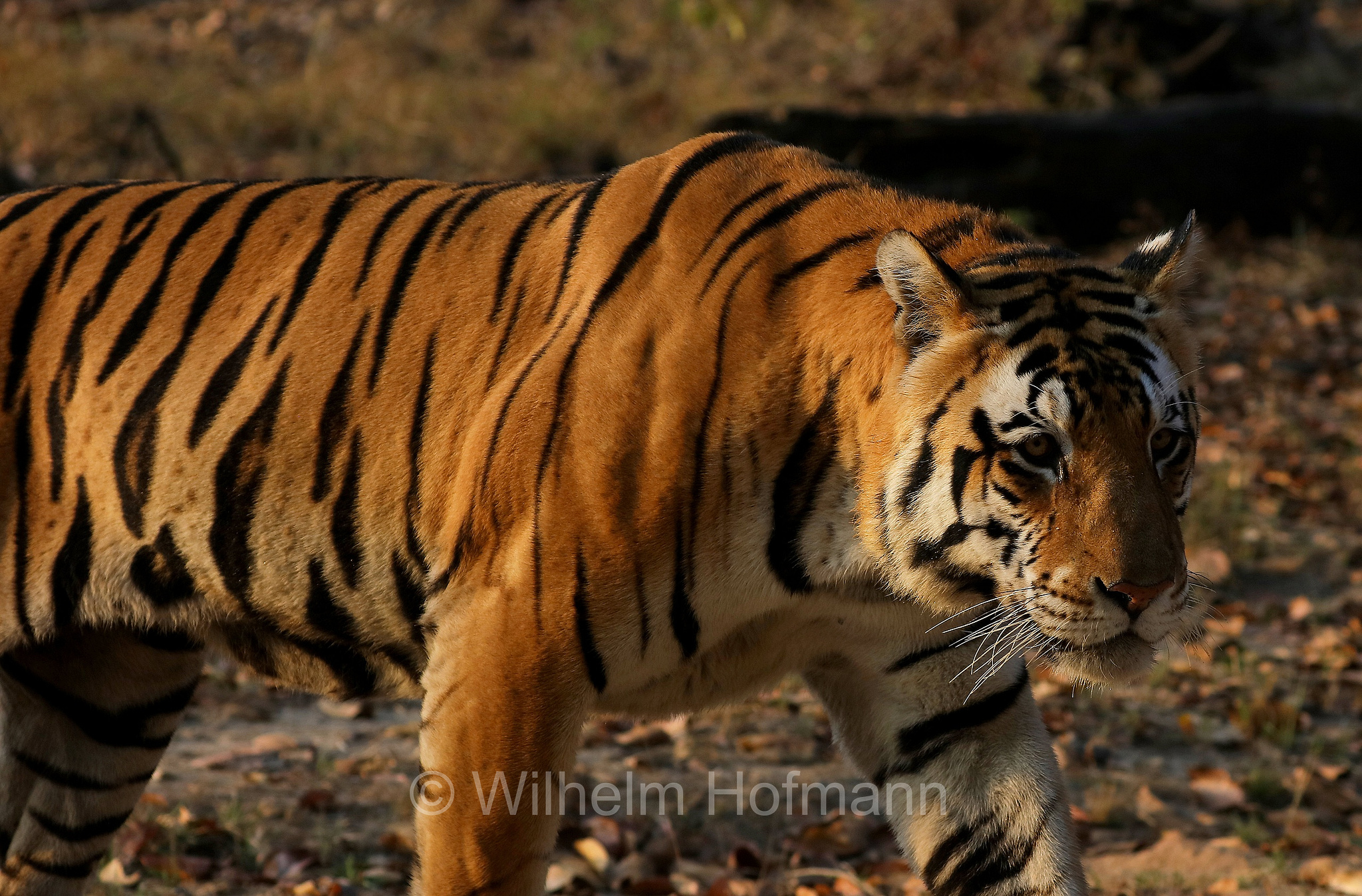 Bengal tiger, Königstiger, Bengal-Tiger, Indischer Tiger, tigre del Bengala, tigre reale del Bengala, Panthera tigris tigris, Kanha National Park, Kanha-Nationalpark, parco nazionale di Kanha, Madhya Pradesh, India, Indien, Kanha Zone