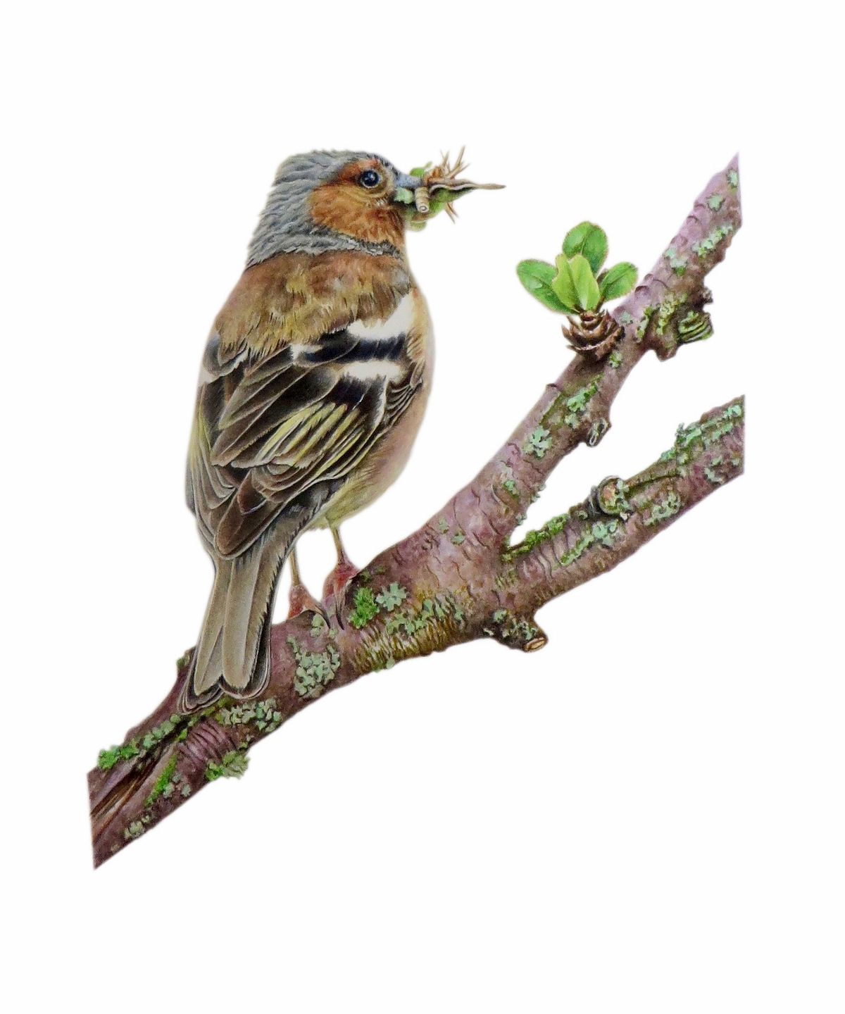 Common Chaffinch