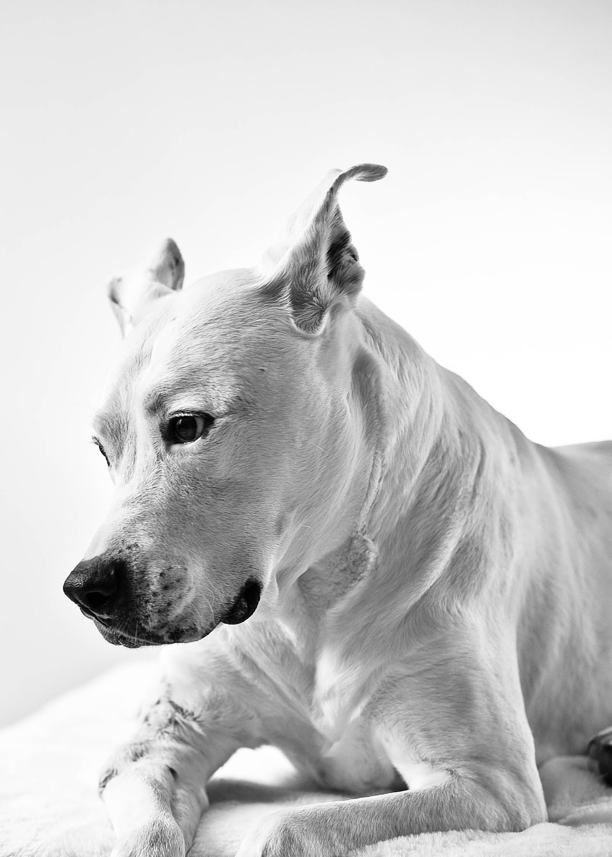 A black-and-white portrait of a white pitbull dog against a white backdrop at a photography studio in Carrboro, NC