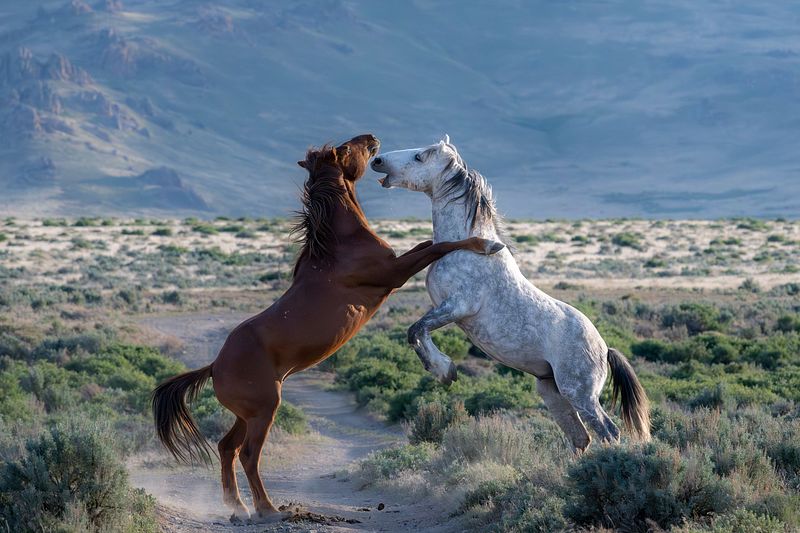 Wild Horses