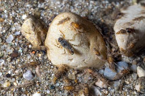 Aquatic macroinvertebrates Zoobenthos