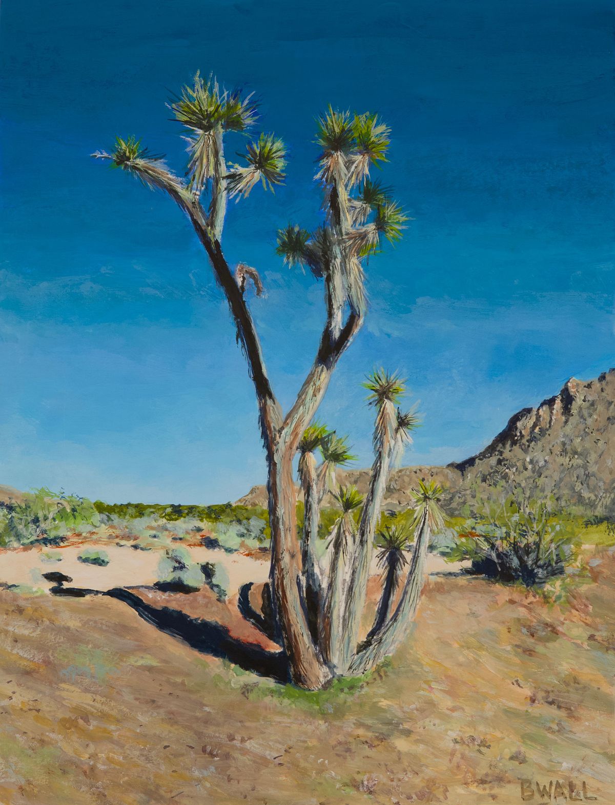 Joshua Tree from Section 6