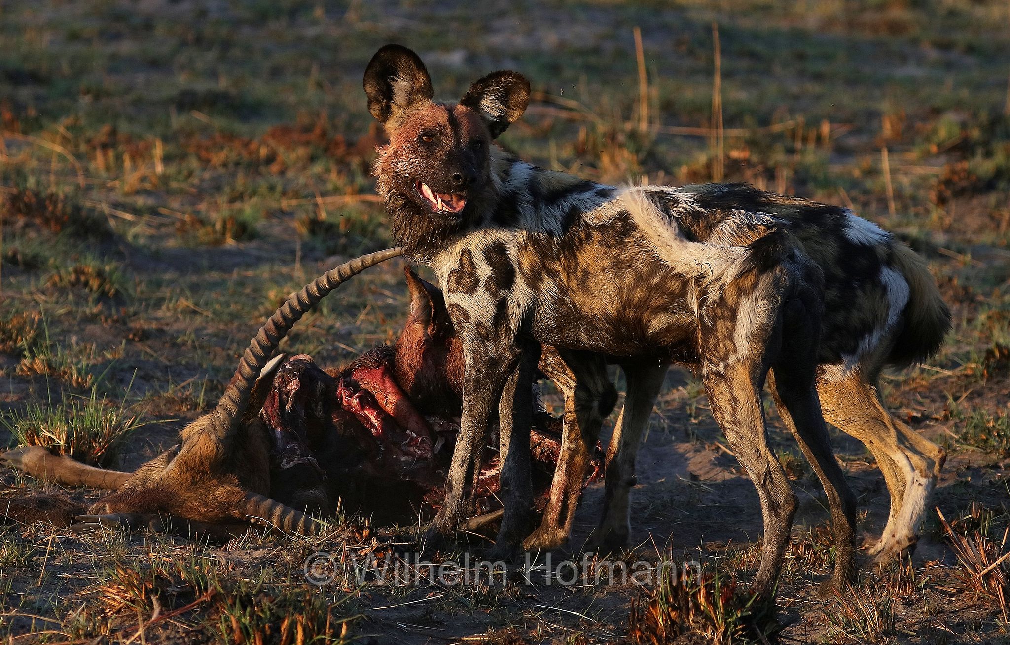 African wild dog, painted dog, Cape hunting dog, Afrikanischer Wildhund, licaone, cane selvatico africano, Lycaon pictus, Moremi Game Reserve, Moremi-Wildreservat, Okavango Delta, Okavango Grassland, Botswana, Republik Botsuana