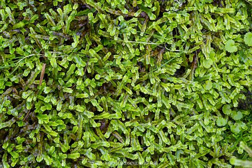 Conocephalum conicum - great scented liverwort