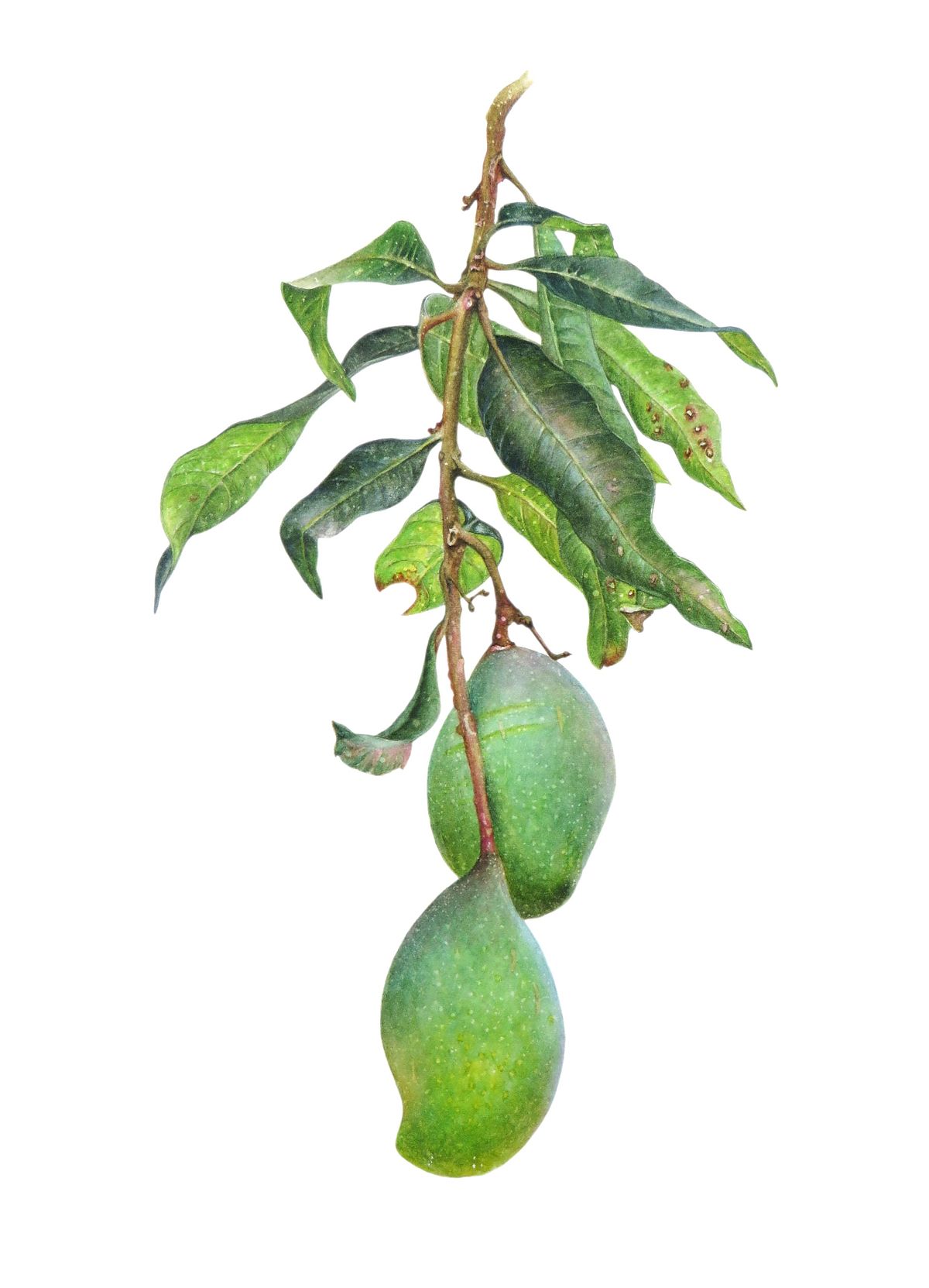 Botanical Illustration of Mango
