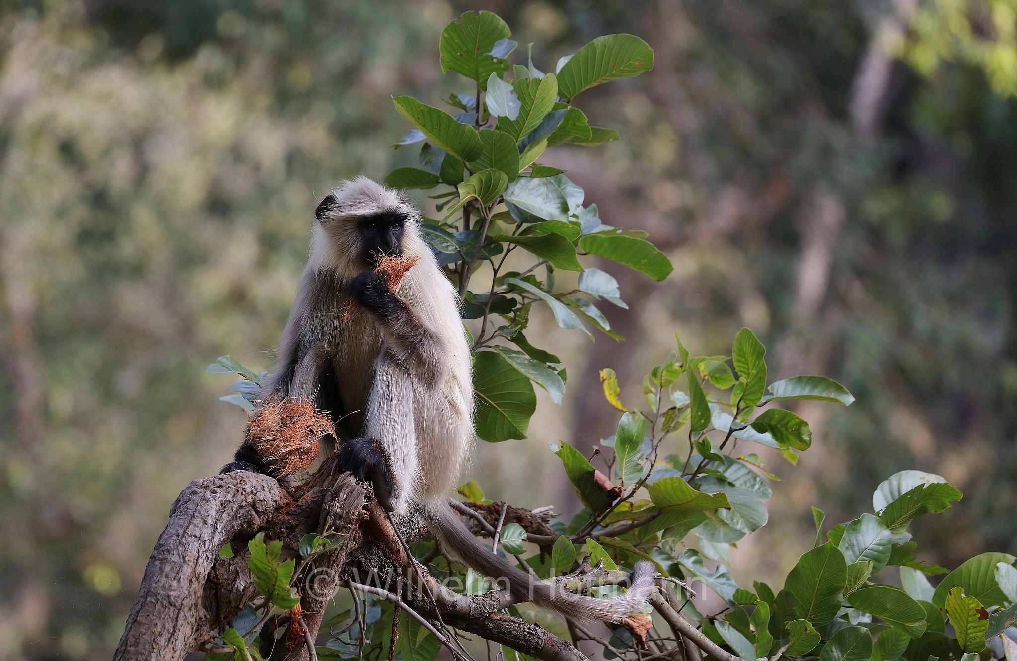 northern plains gray langur, sacred langur, Bengal sacred langur, Hanuman langur, Bengalischer Hanuman-Langur, entello delle pianure settentrionali, entello grigio, Bandhavgarh National Park, Bandhavgarh-Nationalpark, parco nazionale di Bandhavgarh, Madhya Pradesh, India, Indien