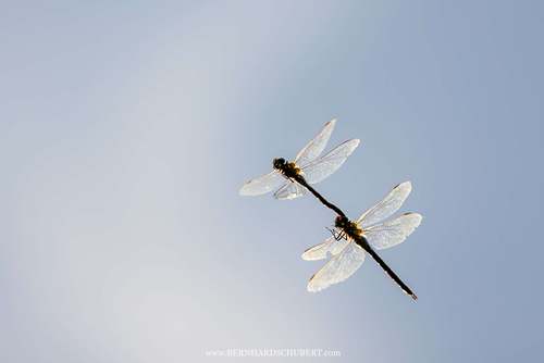 Aeshna cyanea - Southern hawker