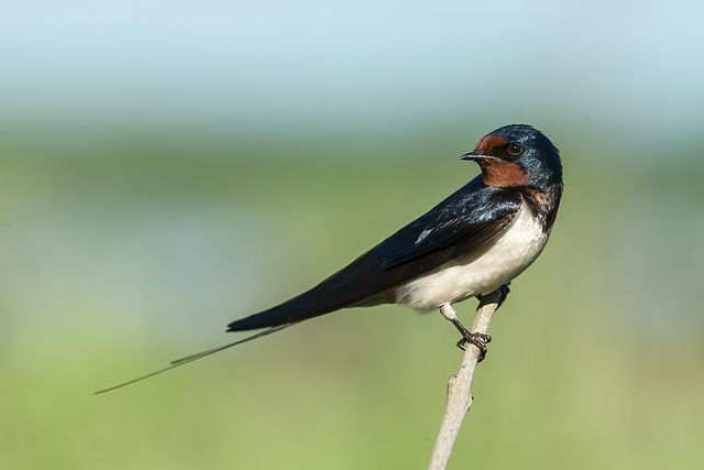 ¿Cómo fotografiar aves? Consejos para principiantes
