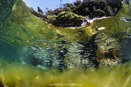 Algae bloom and fish fries