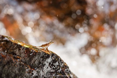 Amolops larutensis - Larut torrent frog