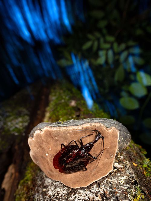 Mormolyce sp. - Violin beetle