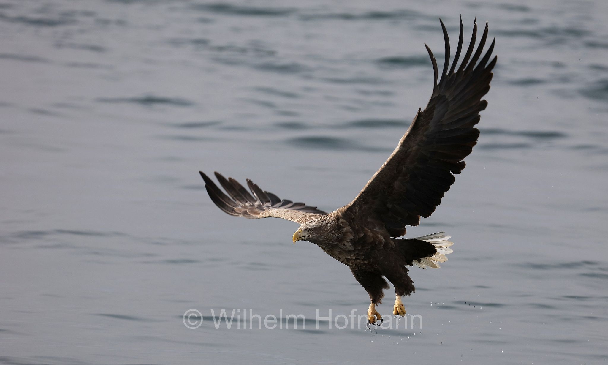 white-tailed eagle, white-tailed sea-eagle, ern, erne, gray sea eagle, Eurasian sea eagle, Seeadler, aquila di mare, aquila di mare codabianca, Rausu, penisola di Shiretoko, Shiretoko Peninsula, Shiretoko-Halbinsel, Hokkaidō, Hokkaido, Japan, Giappone