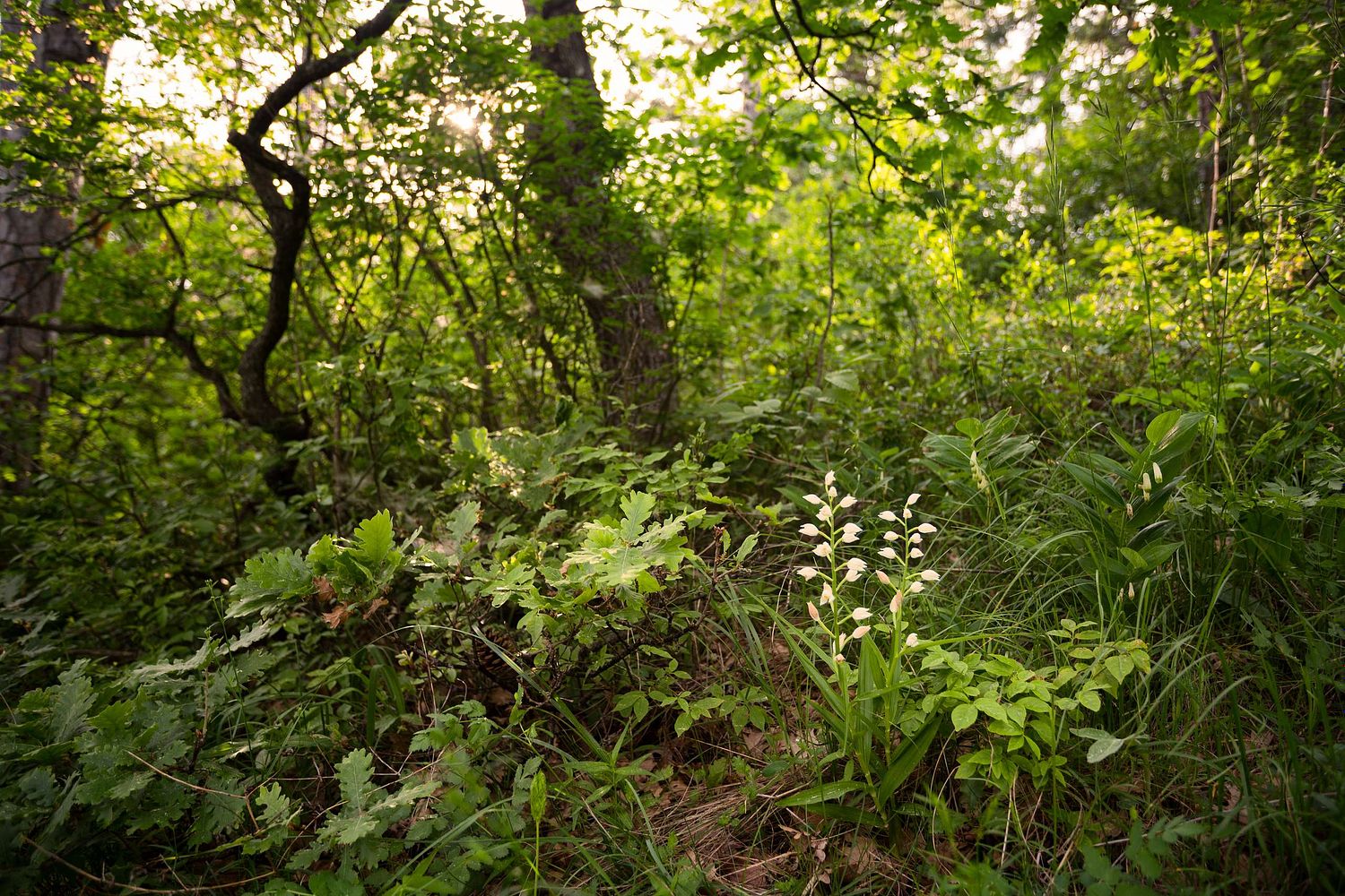 Cephalanthera longifolia - Narrow-leaved helleborine