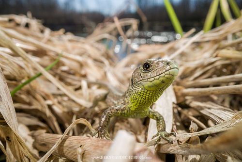 Lacerta agilis - Sand lizard