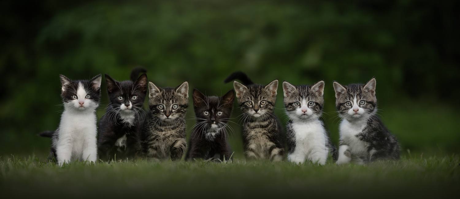 NLS Dierenfotografie