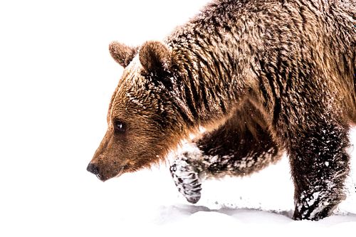 Ursus arctos arctos – Eurasischer Braunbär