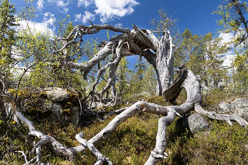 Naturwaldreservat Trillemarka