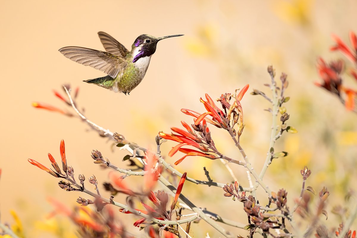 Hummingbirds | Kathrin Swoboda