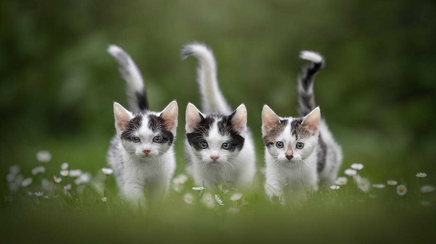 NLS Dierenfotografie